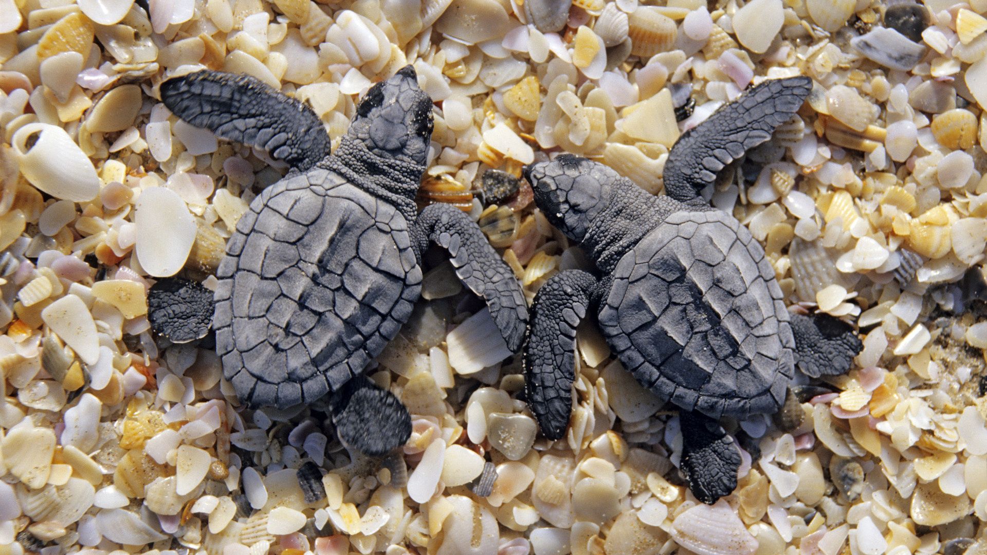 turtles, beach, stones, shell