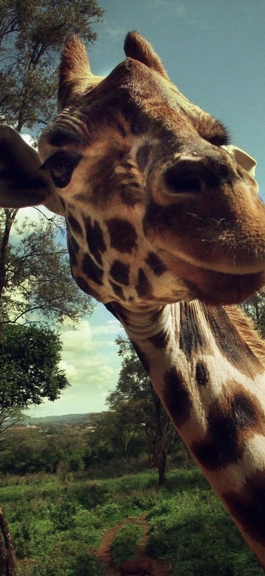 giraffe, face, grass, trees