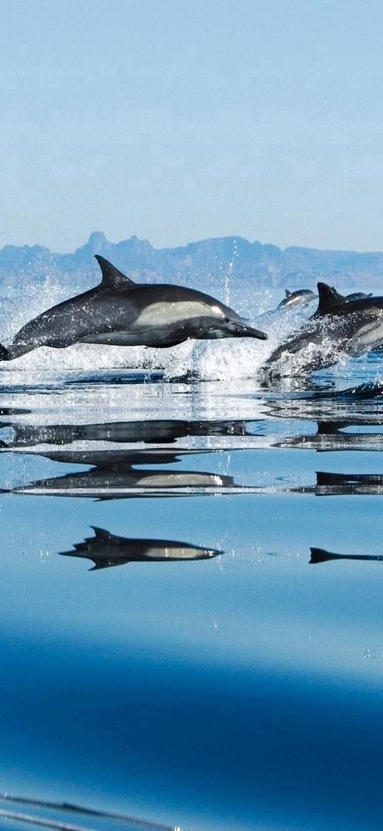 dolphins, flock, jump, sea, spray