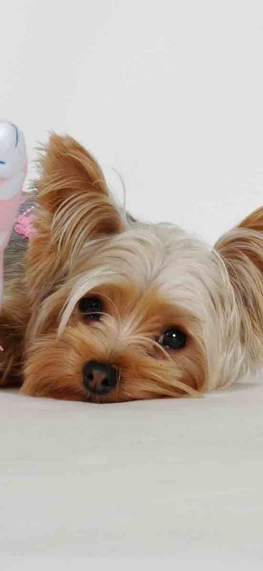 yorkshire terrier, toy, face, fluffy, dog