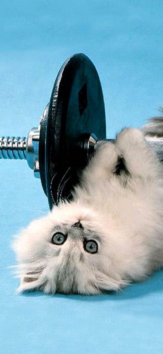 cat, dumbbells, funny, lie