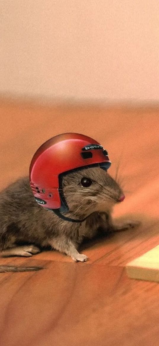 mouse, cheese, mouse trap, helmet, funny, situation