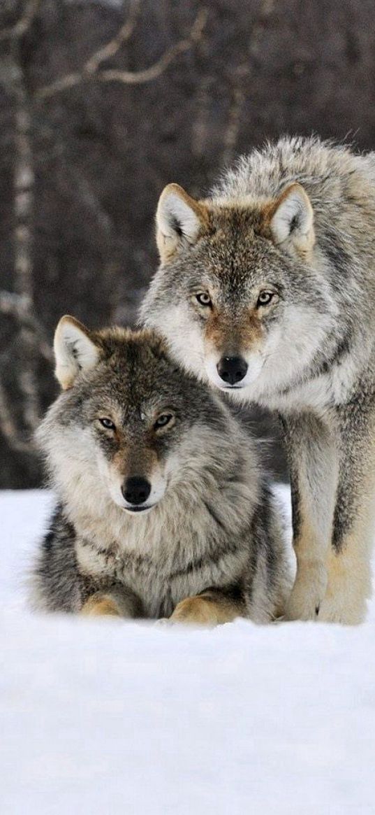 wolves, snow, pack, predator