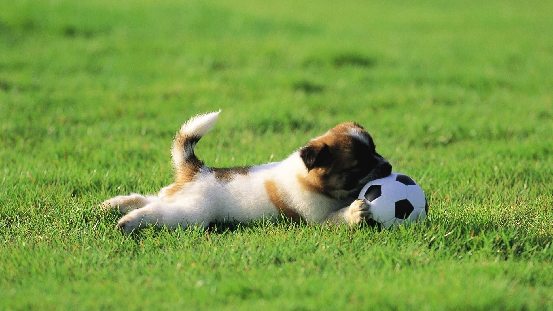 dog, puppy, grass, ball, toy, playful