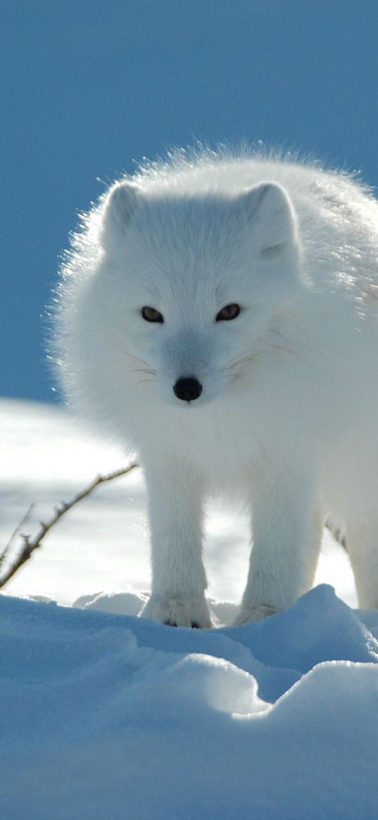 fox, snow, tracks, pass, light