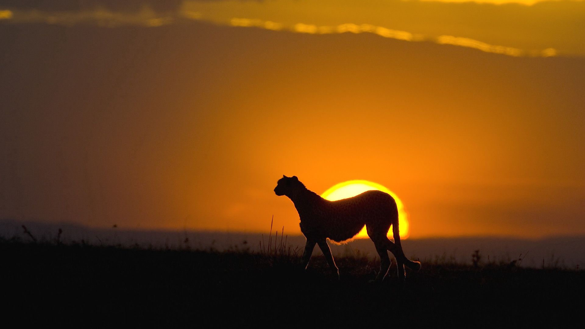 cheetah, big cat, carnivore, sun, silhouette, sky, sunset