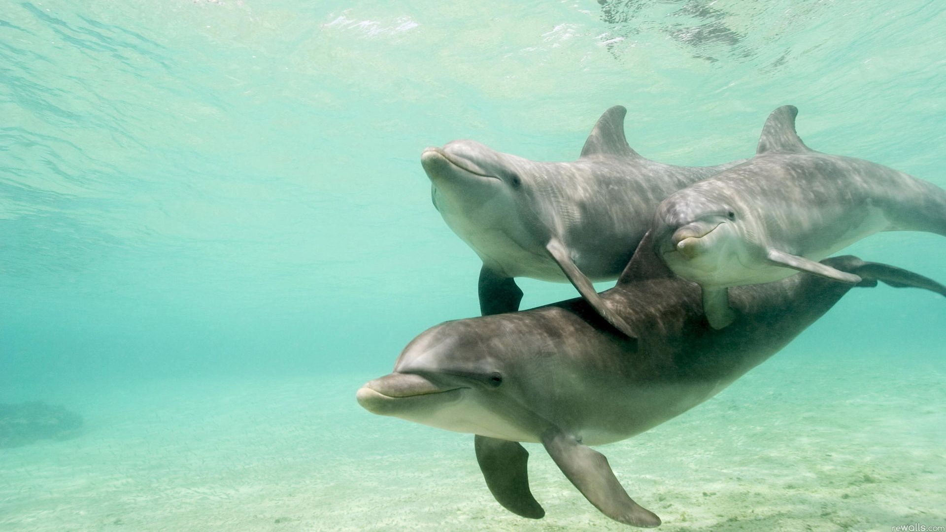 dolphins, underwater, swimming, caring, family