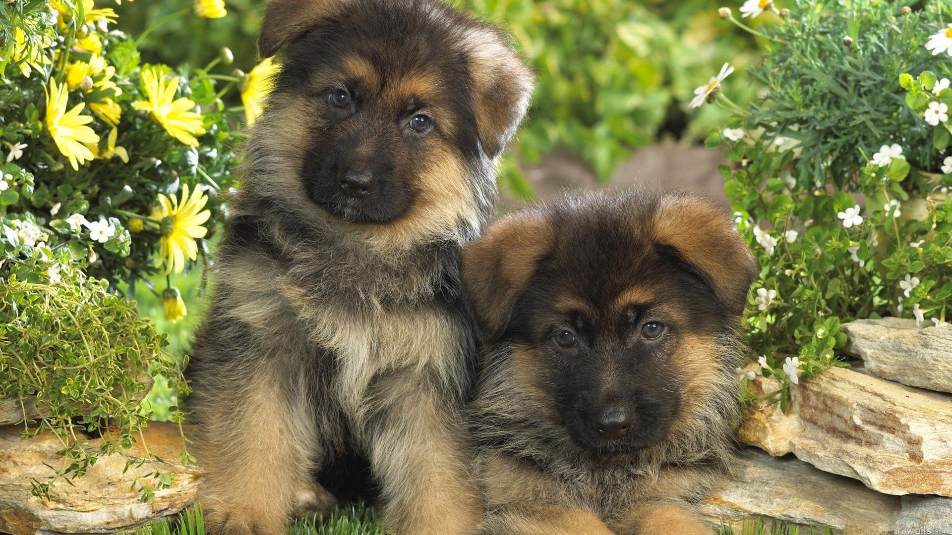 puppies, couple, dogs, grass, fur