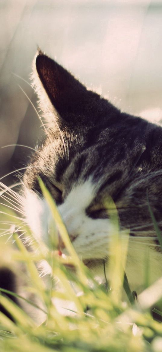 cat, grass, face, peep