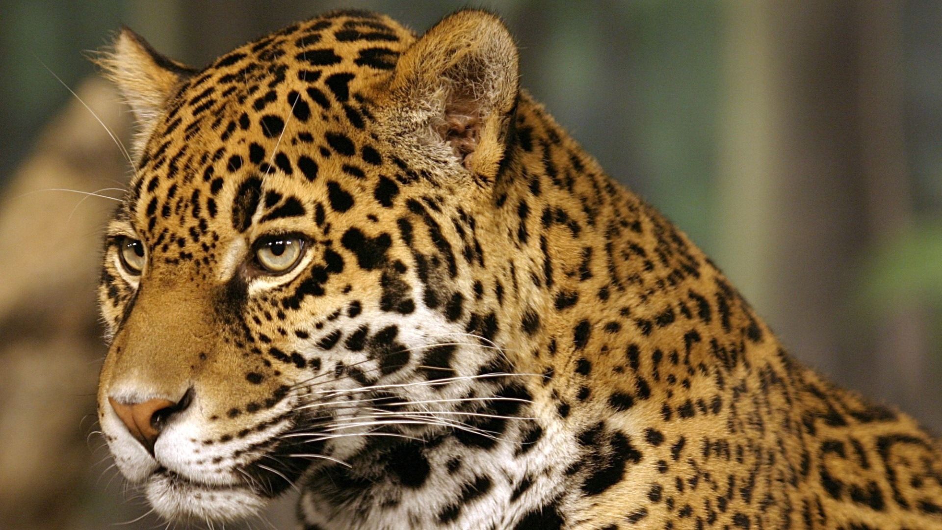 jaguar, big cat, predator, spotted, color