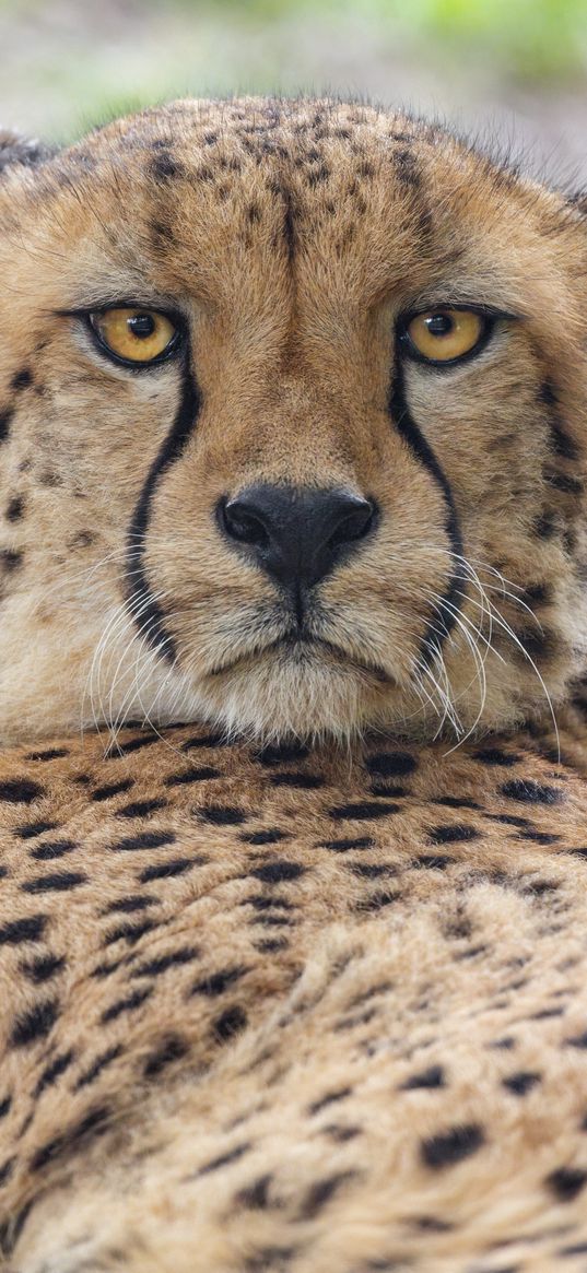 cheetah, big cat, predator, animal, glance