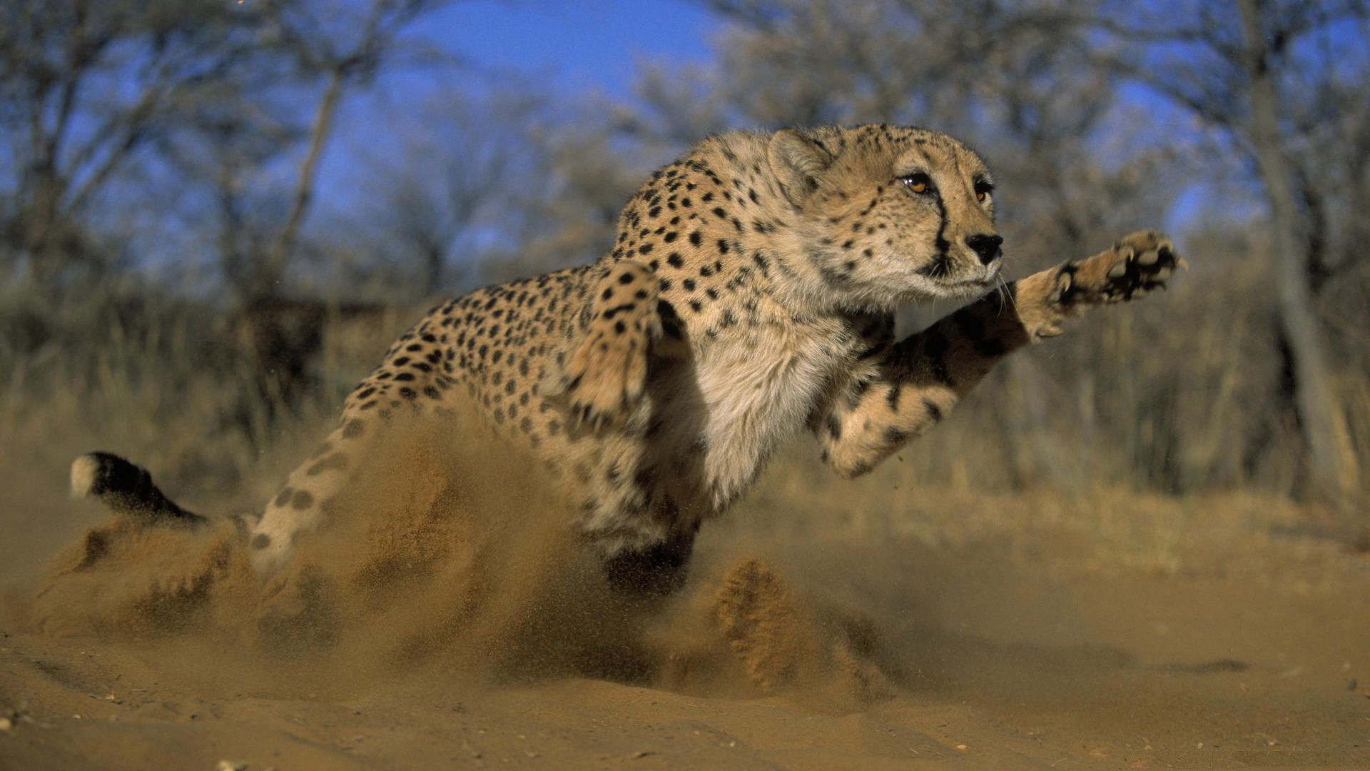 cheetah, jump, run, field, grass, dust