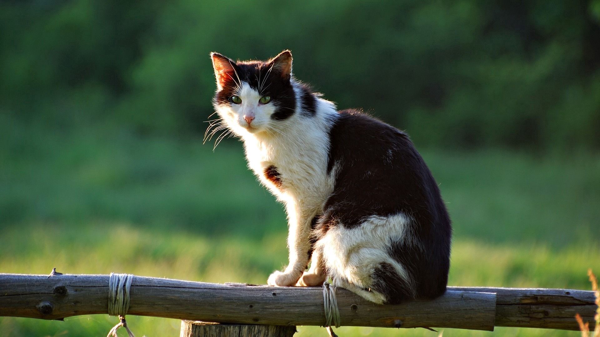 cat, lying down, sitting, fence