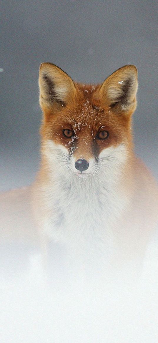 fox, snow, fog, muzzle