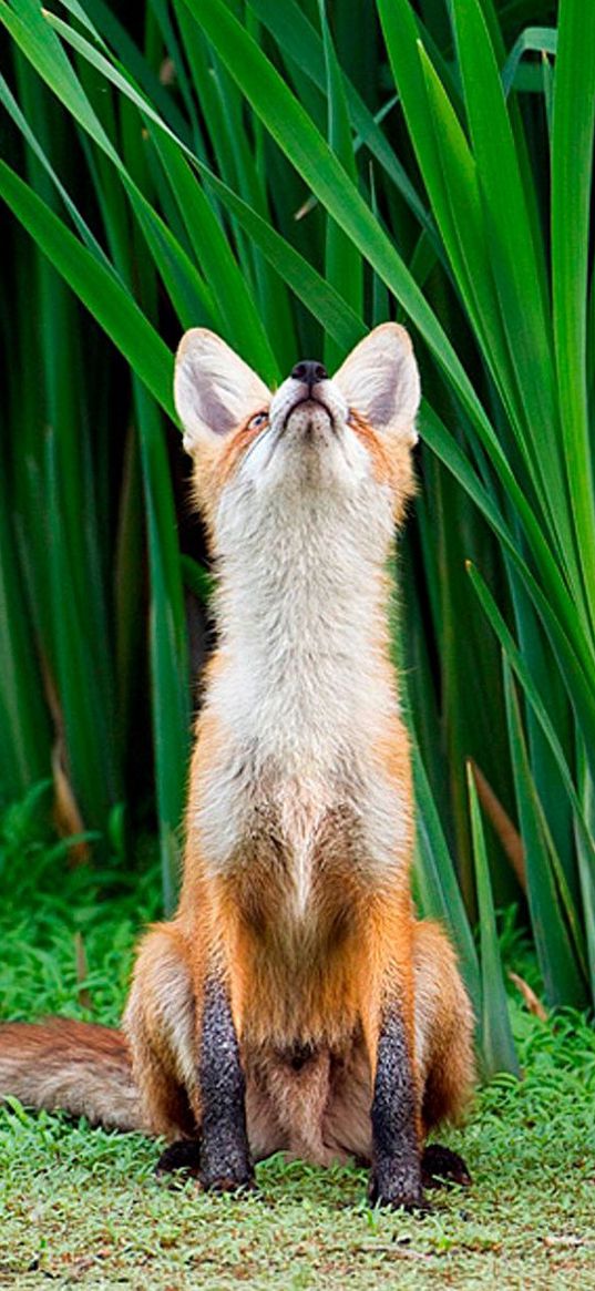 fox, grass, face, hunting, attention