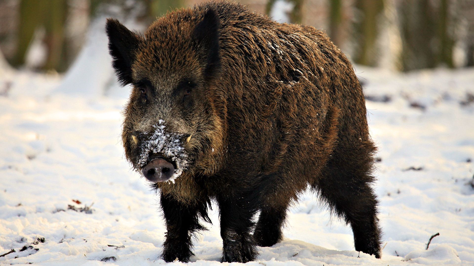 hog, snout, snow, walk