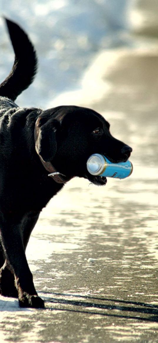 dogs, banks, walk, snow, beach, sea