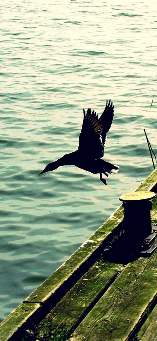 ducks, pier, wooden, sea, waves, flying