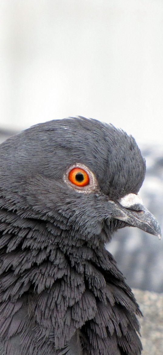 dove, bird, beak, feathers