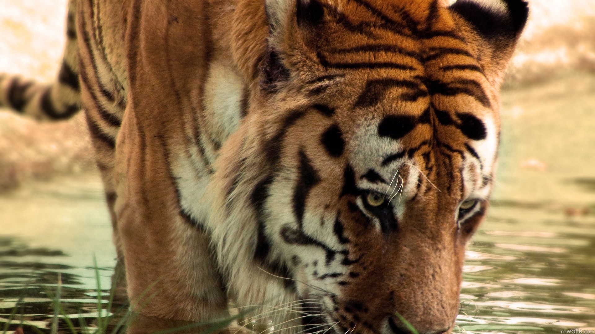 tiger, face, striped, predators, big cat