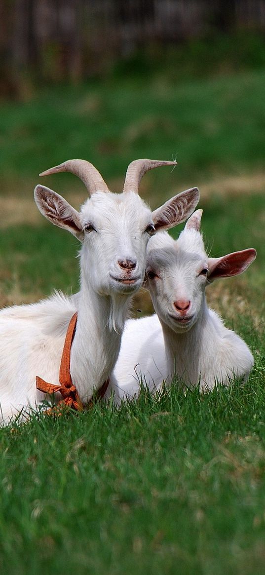 goat, grass, horn, sitting, friends, grazing