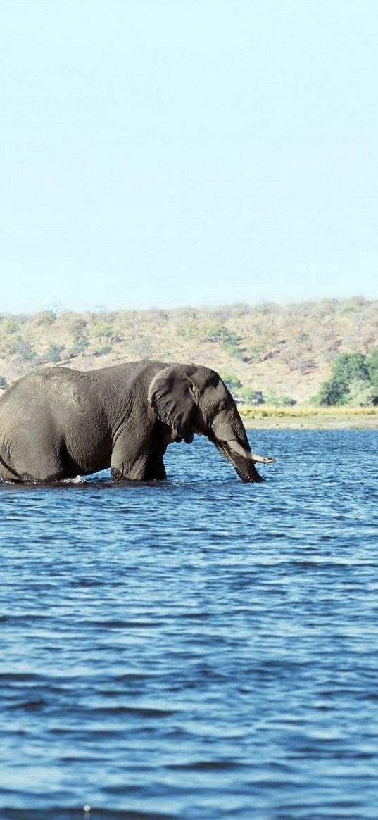 elephants, water, sea, walk