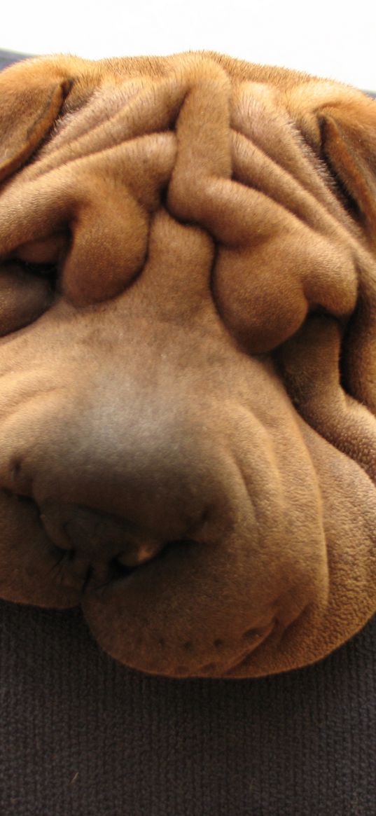 shar pei, dog, face, wrinkles