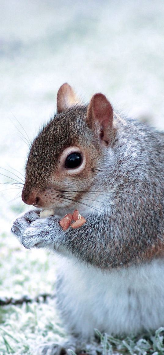 squirrel, tail, walk, eating