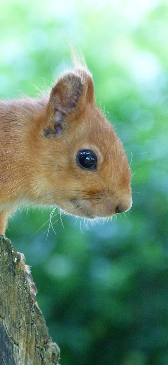 squirrel, face, tree, peep