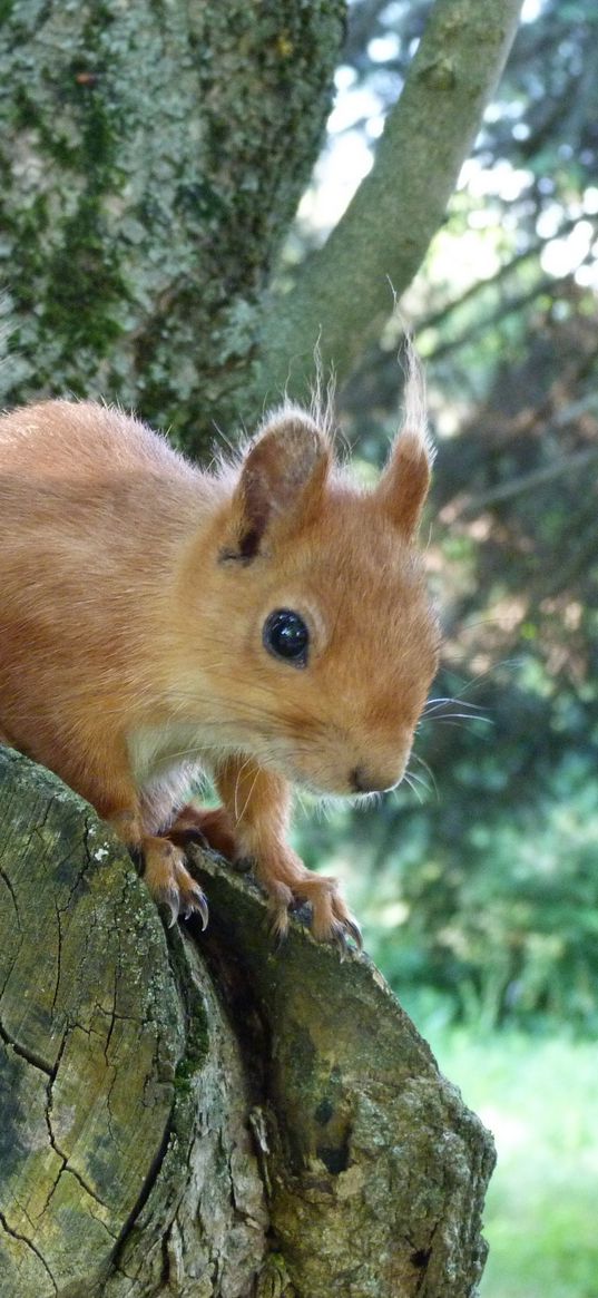 squirrel, face, peep, tree