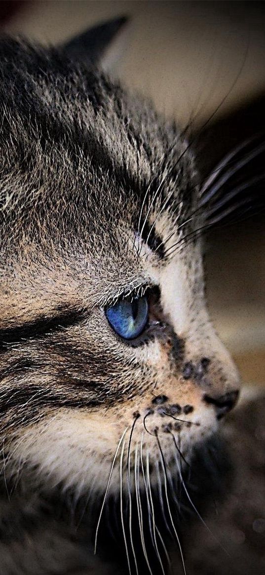 kitten, face, shadow, striped, blue-eyed