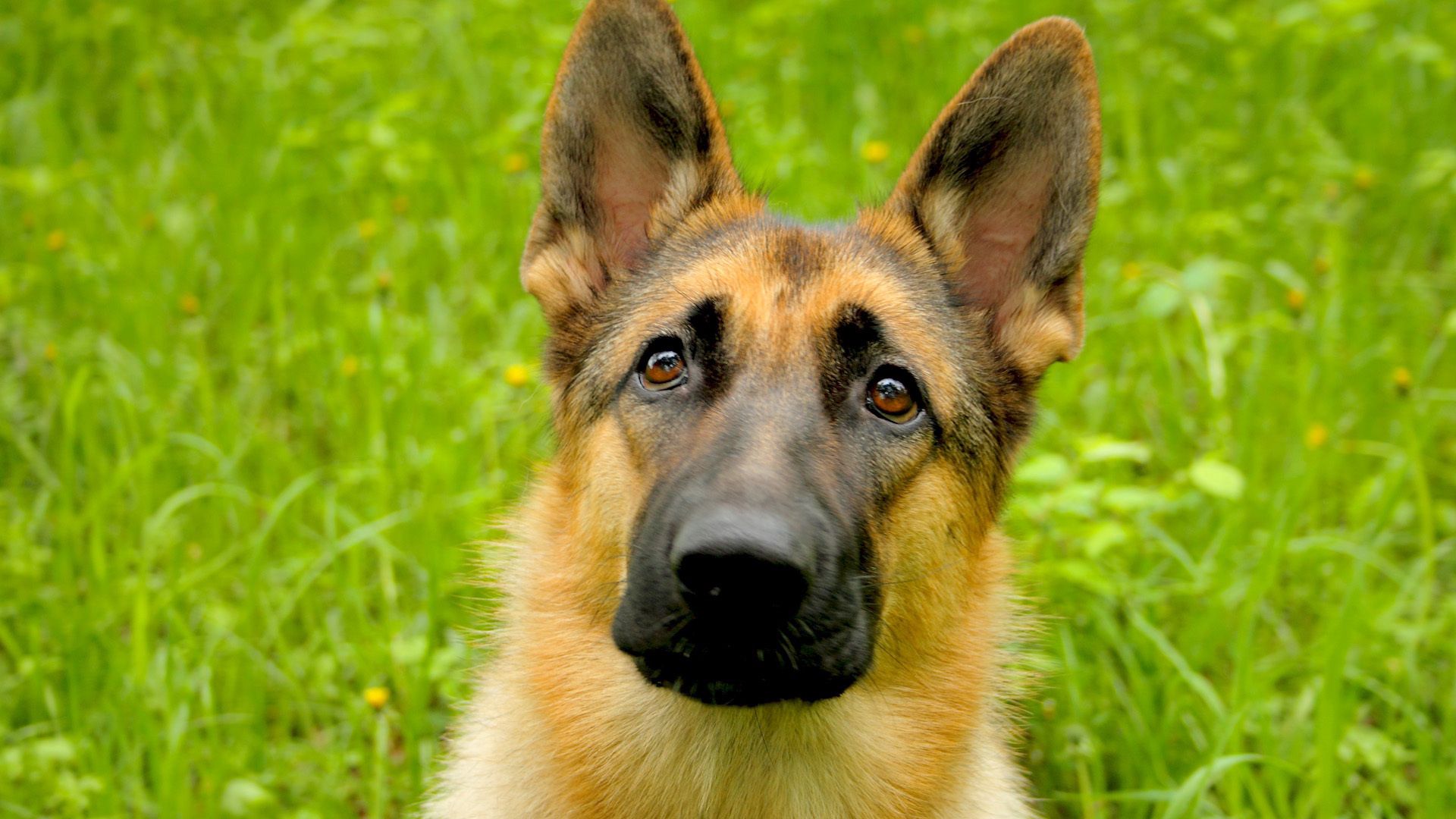 dog, face, grass, hunting