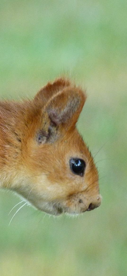 squirrel, eyes, hair, face, climb