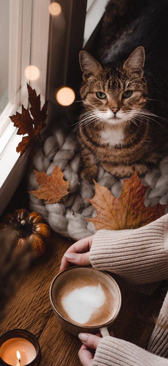 autumn, leaves, cat, candles, animal, coffee