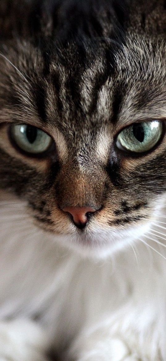 cat, face, fluffy, eyes, care