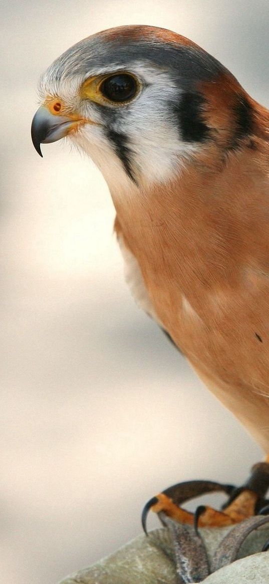 bird, hawk, vulture, branch