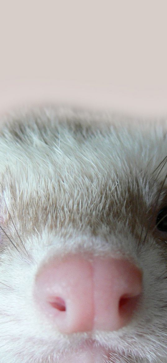 ferret, face, nose, eyes