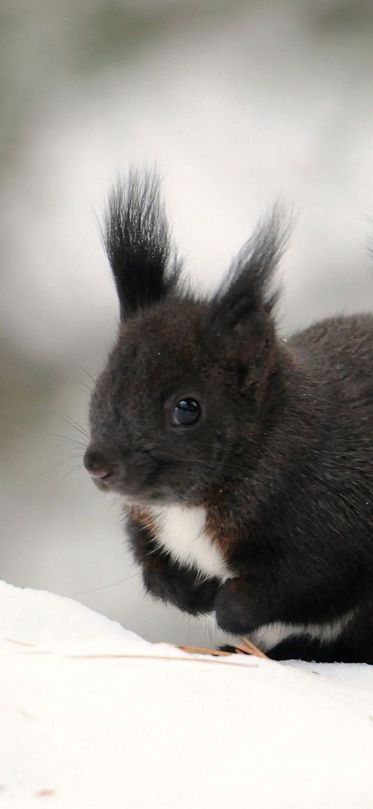 squirrel, winter, snow, color, tail, furry