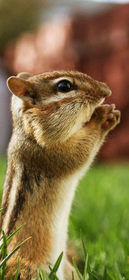 chipmunk, striped, sitting, grass