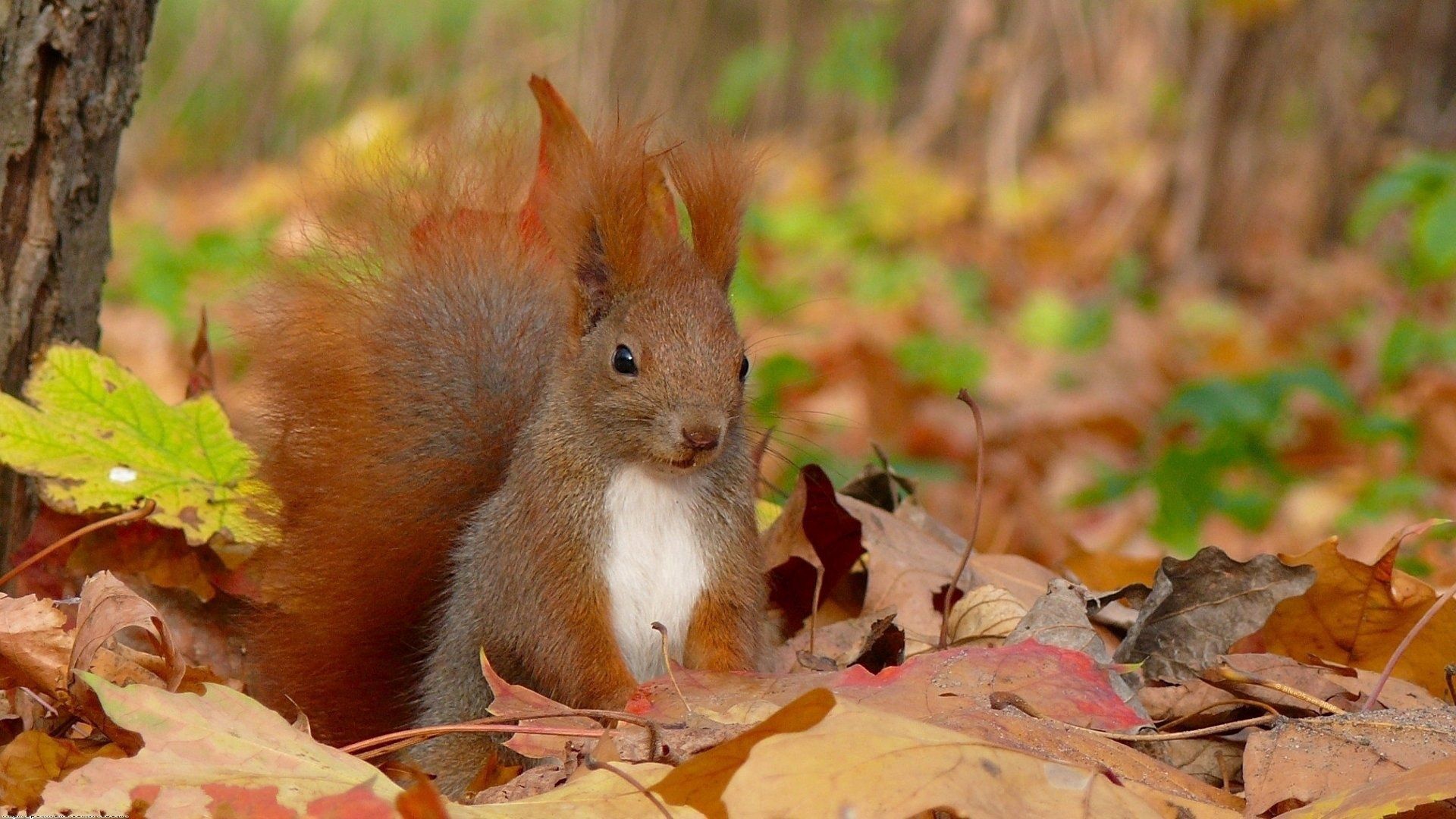 squirrel, grass, leaves, fall, fluffy, tail, sit