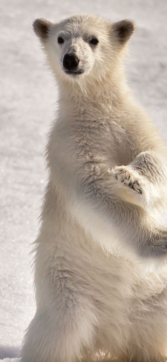 polar bear, snow, winter, stand, pose, surprise