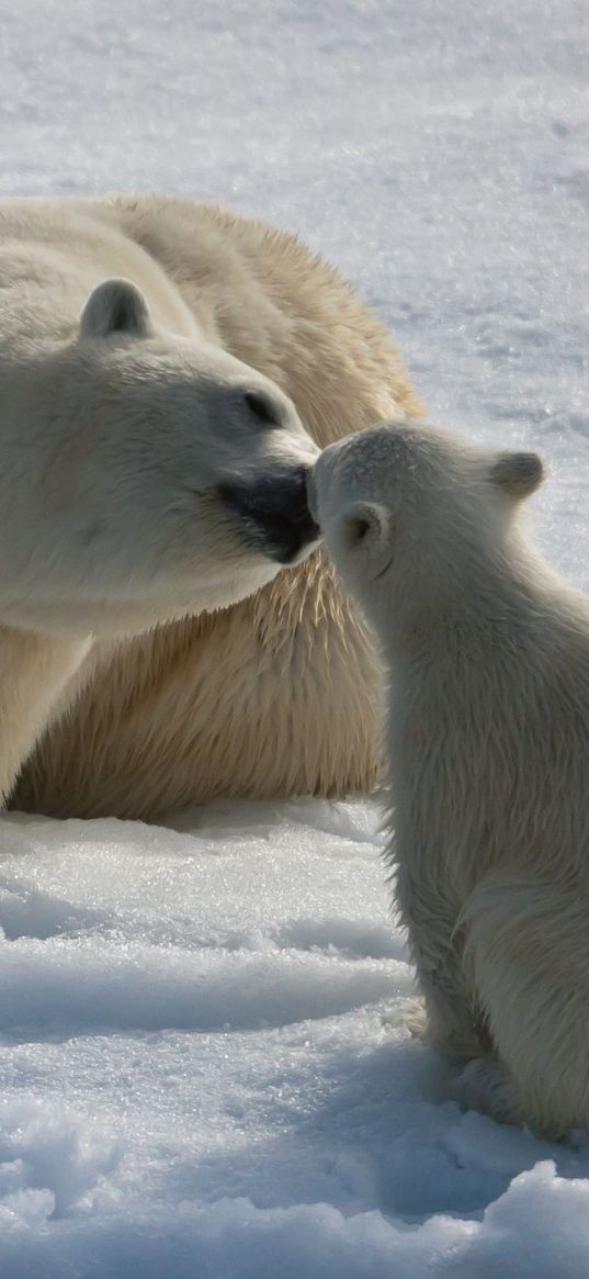 polar bears, couple, baby, winter, snow, moisture