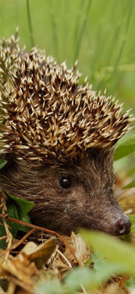 hedgehog, grass, leaves, autumn, spines