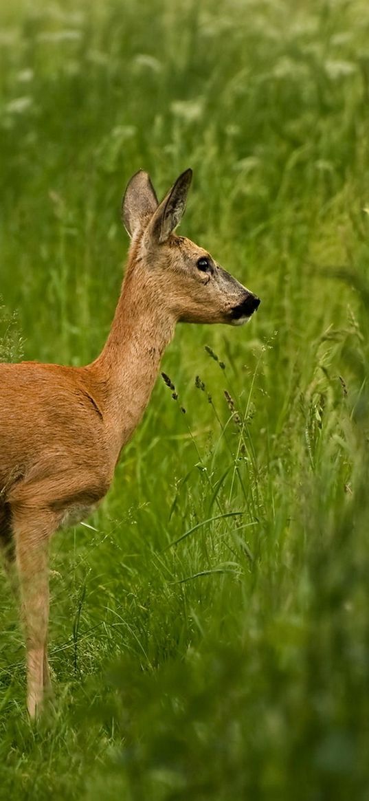 roe deer, grass, walk, stand