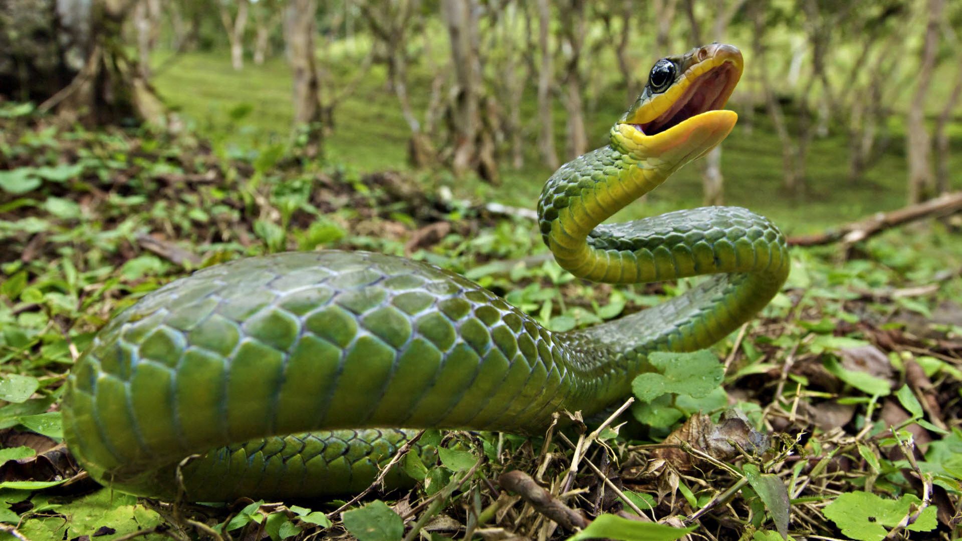 snake, grass, leaves, anger, poison