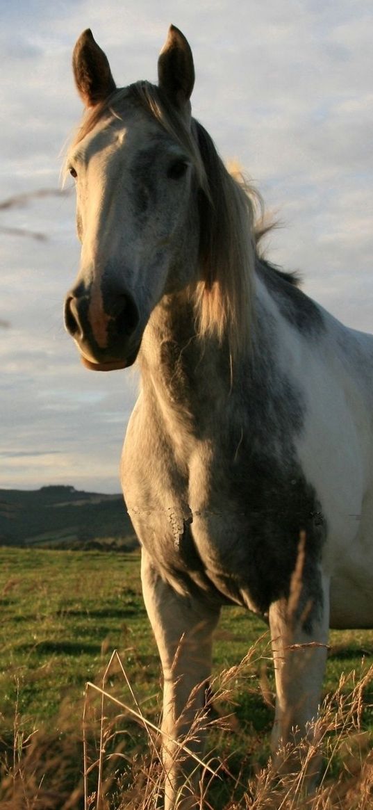 horses, couple, grass, walk