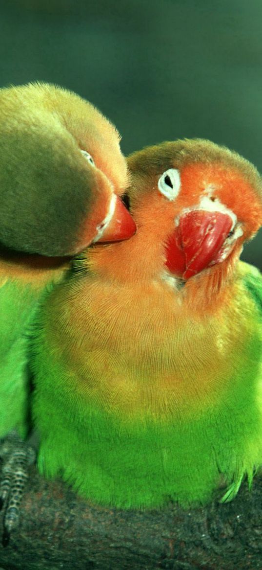 parrots, couple, care, tenderness