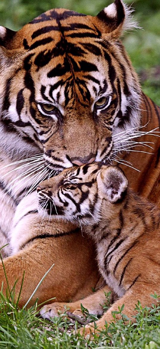 tiger, tiger cub, baby, grass, lie, care