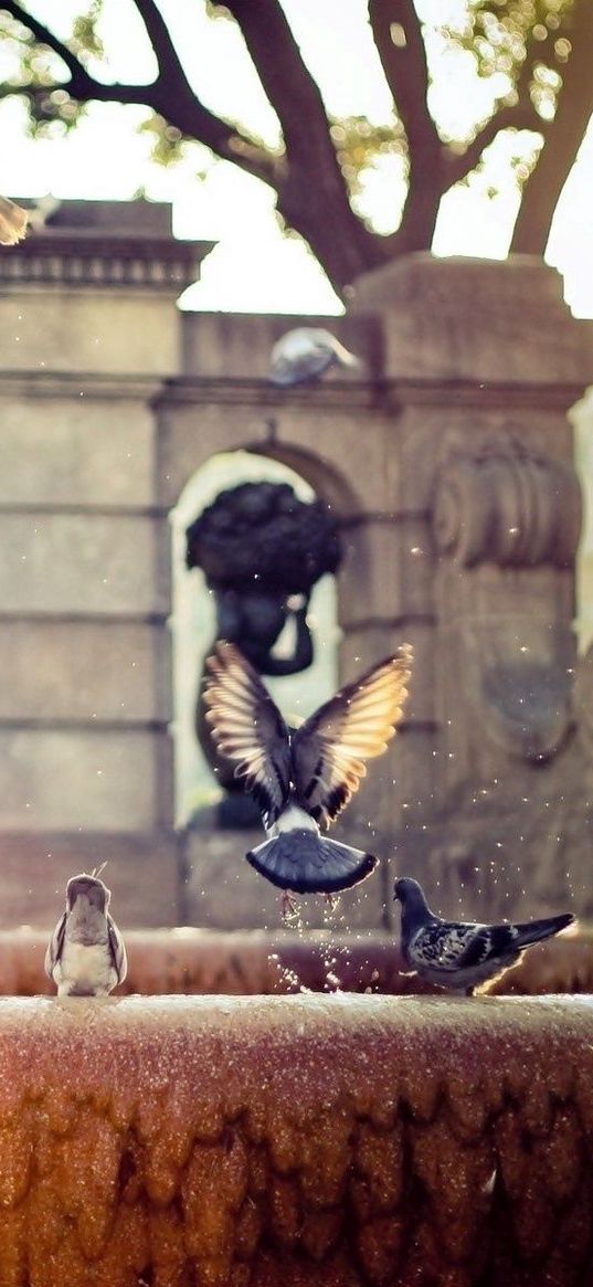 fountain, pigeons, flap, wings