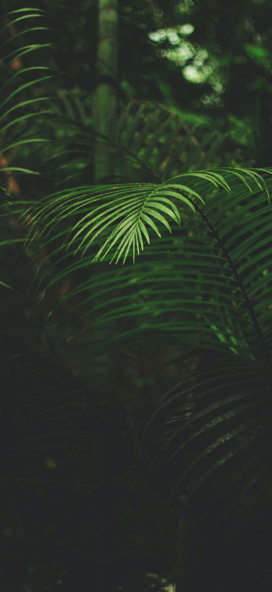 fern, leaves, green, plants, forest